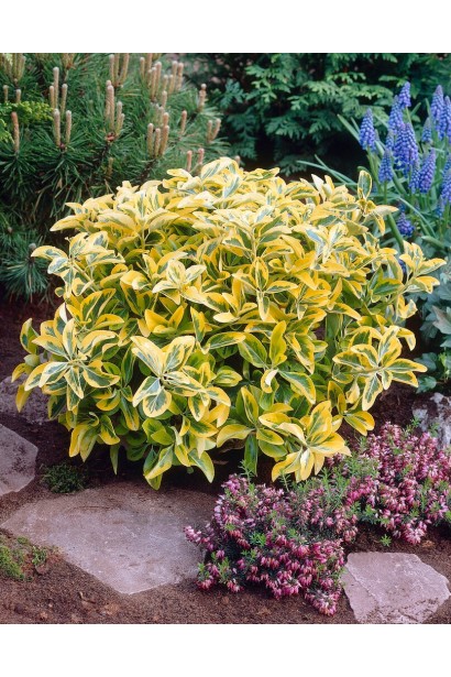 Euonymus japonicus ’Aureus’